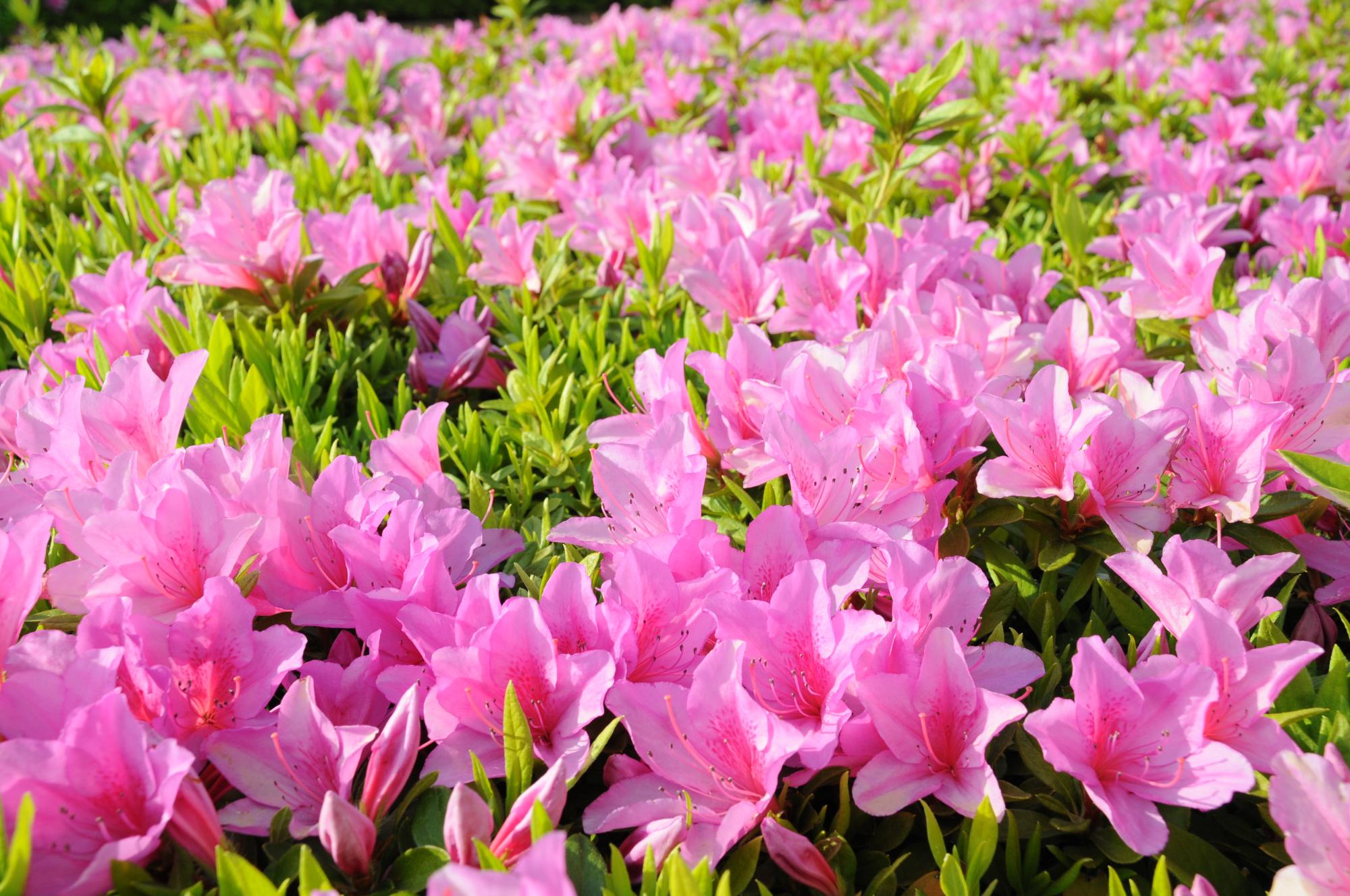 ピンク色のさつきの花が沢山咲いている写真