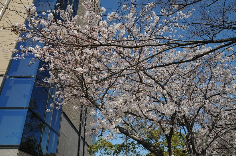 庁舎と桜