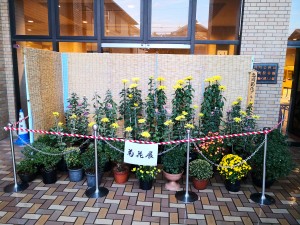 忠岡町民文化祭の菊花展で黄色い花を見事に咲かせた菊の花が展示されている写真