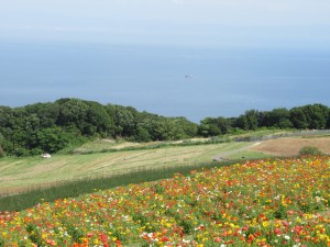 淡路花さじきから色とりどりの花畑、真っ青な空と海の絶景写真
