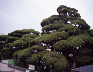 永福寺境内にある数本のビャクシンの写真