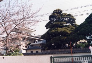 境内にあるピンクの花が咲いた樹木とビャクシンの写真