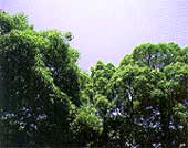 くすの木が青々と生い茂っている写真