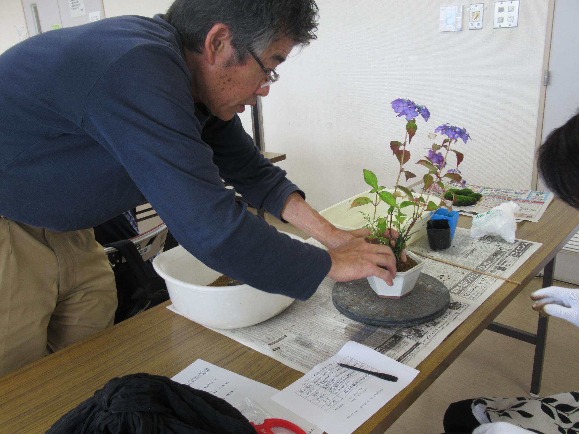 紫陽花の寄せ植え1