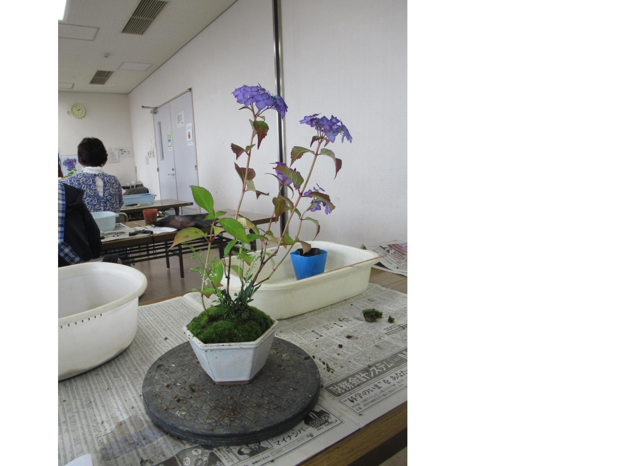 紫陽花の寄せ植え2
