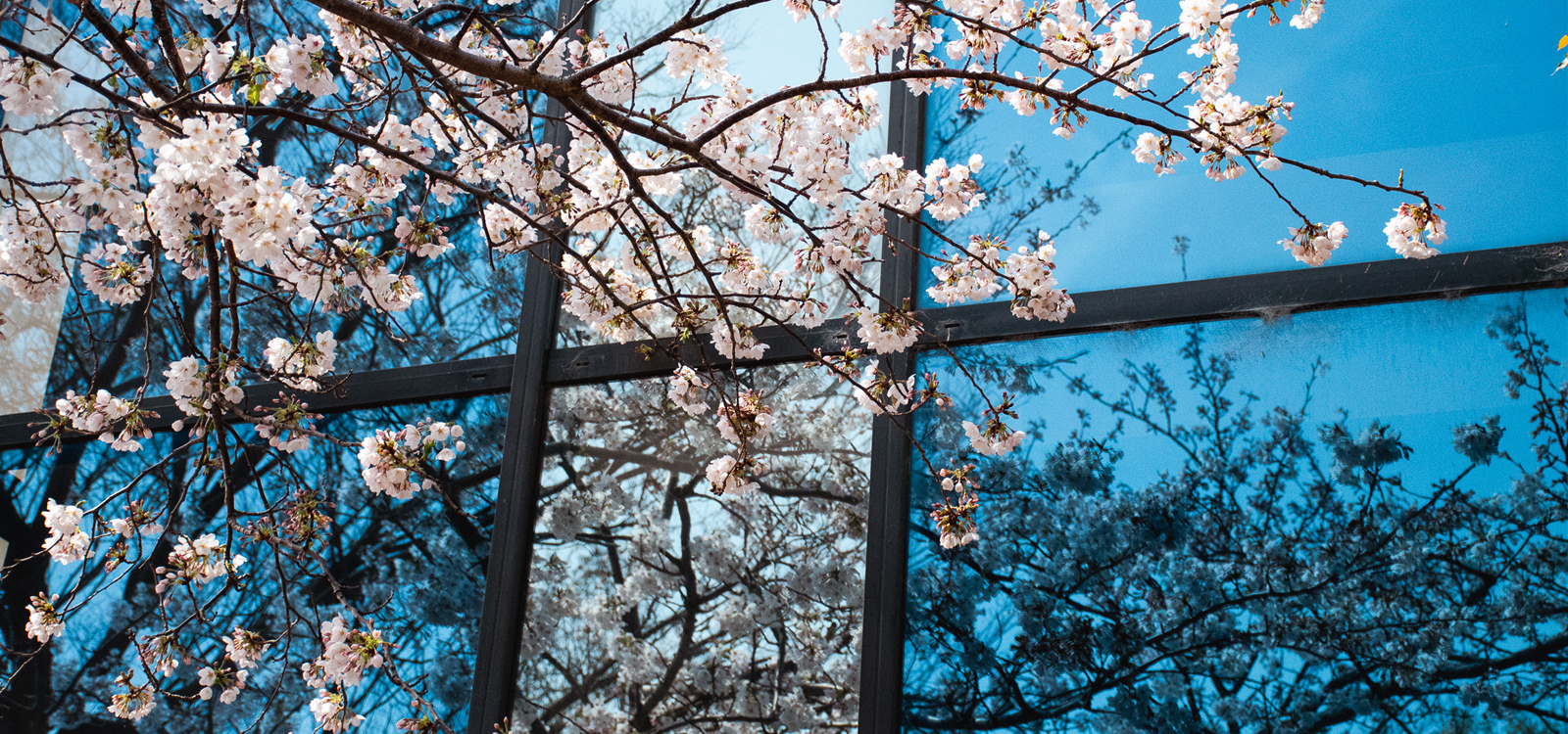 シビックセンター横の桜