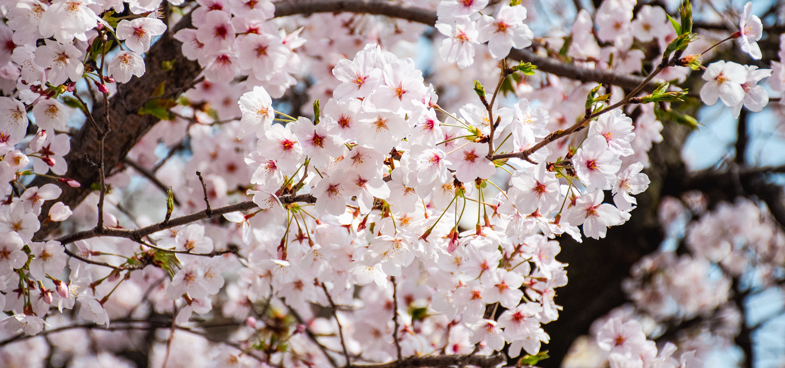 忠岡中学の桜2