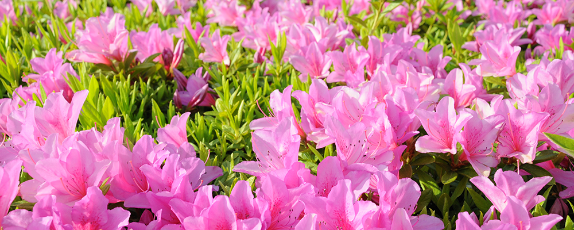 さつきの花